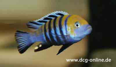 cynotilapia-afra-cobue.jpg