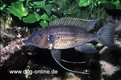 gnathochromis_permaxillaris_m.jpg