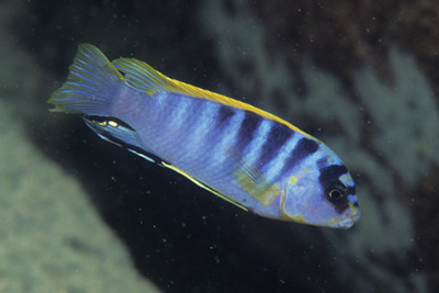 labidochromis_sphotans1.jpg