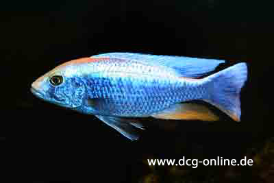 sciaenochromis-fryeri-zuchtform-112-2011-01-11-foto-dr-dieter-hohl.jpg